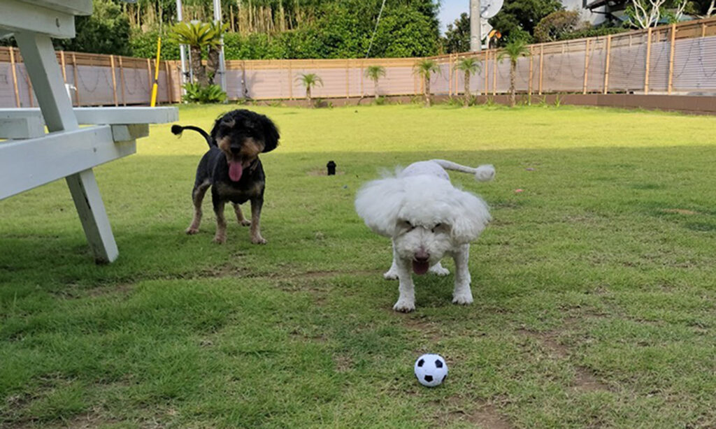 公園で愛犬と遊んでいる